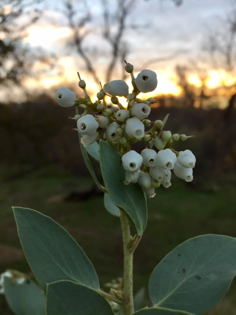 manzanita