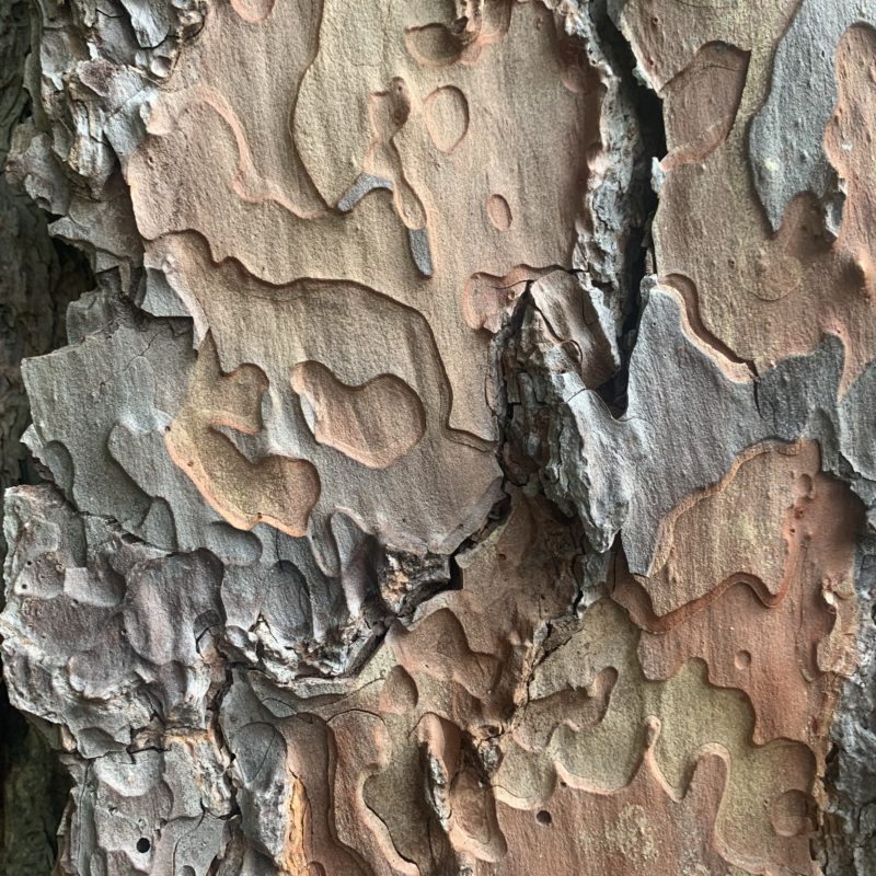 Fractured Growth