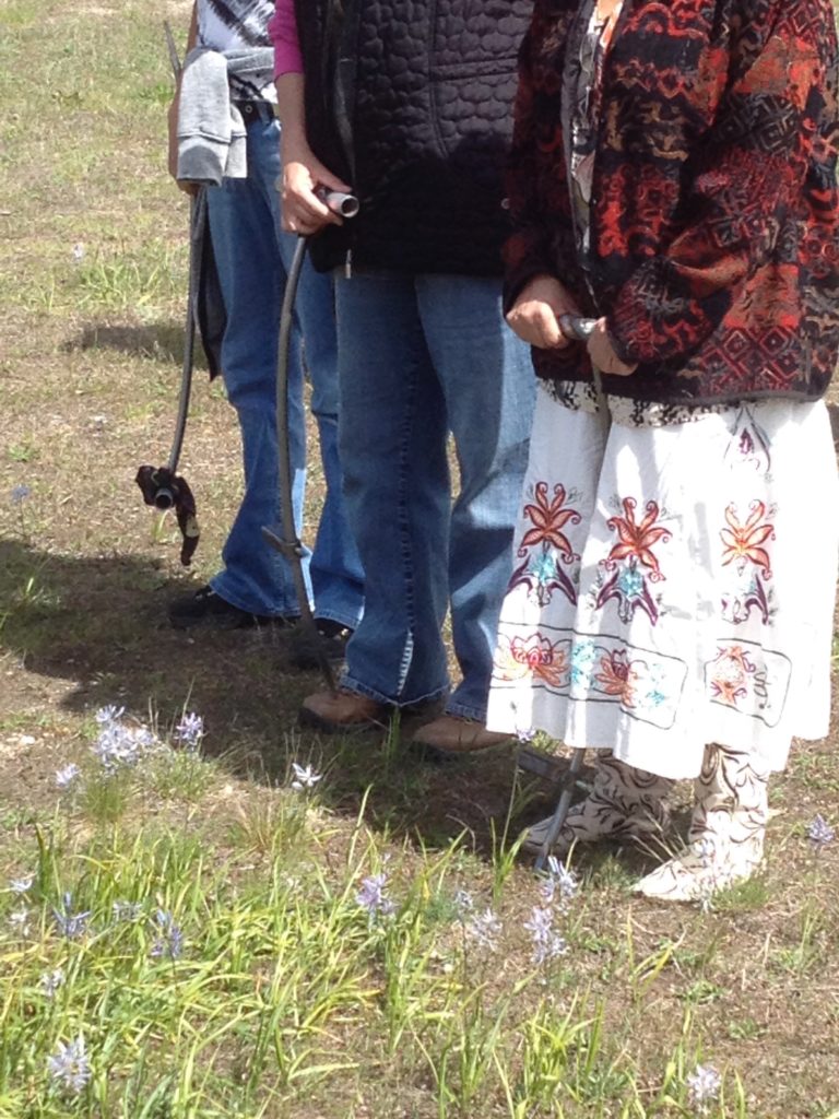  In 2015, Sinixt and Kalispel women gathered near Castlegar to do a ceremonial dig of the traditional food, Blue Camas.  A few vestiges of this flowering bulb, an important carbohydrate for the upper Columbia region's tribes, date from the era of Christian family gardens