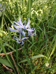 Blue camas (courtesy of Valerie Huff)