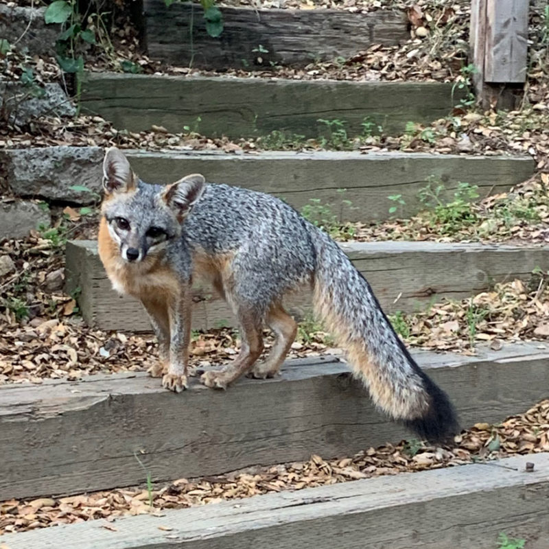 photo of a fox