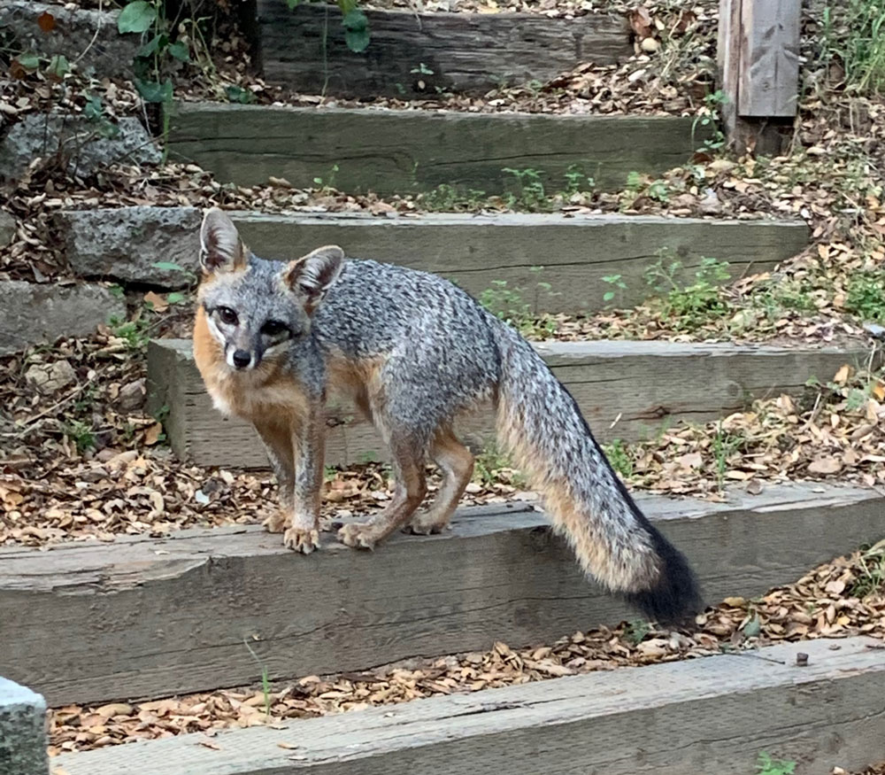 photo of a fox